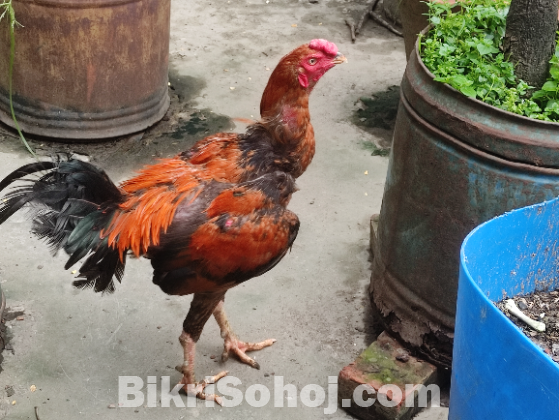 ফাইটার আসিল মোরগ ও মুরগি ডিম পারে